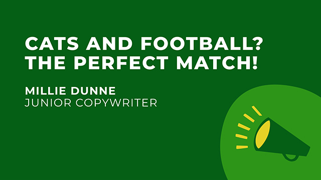 Cats and football? The perfect match!