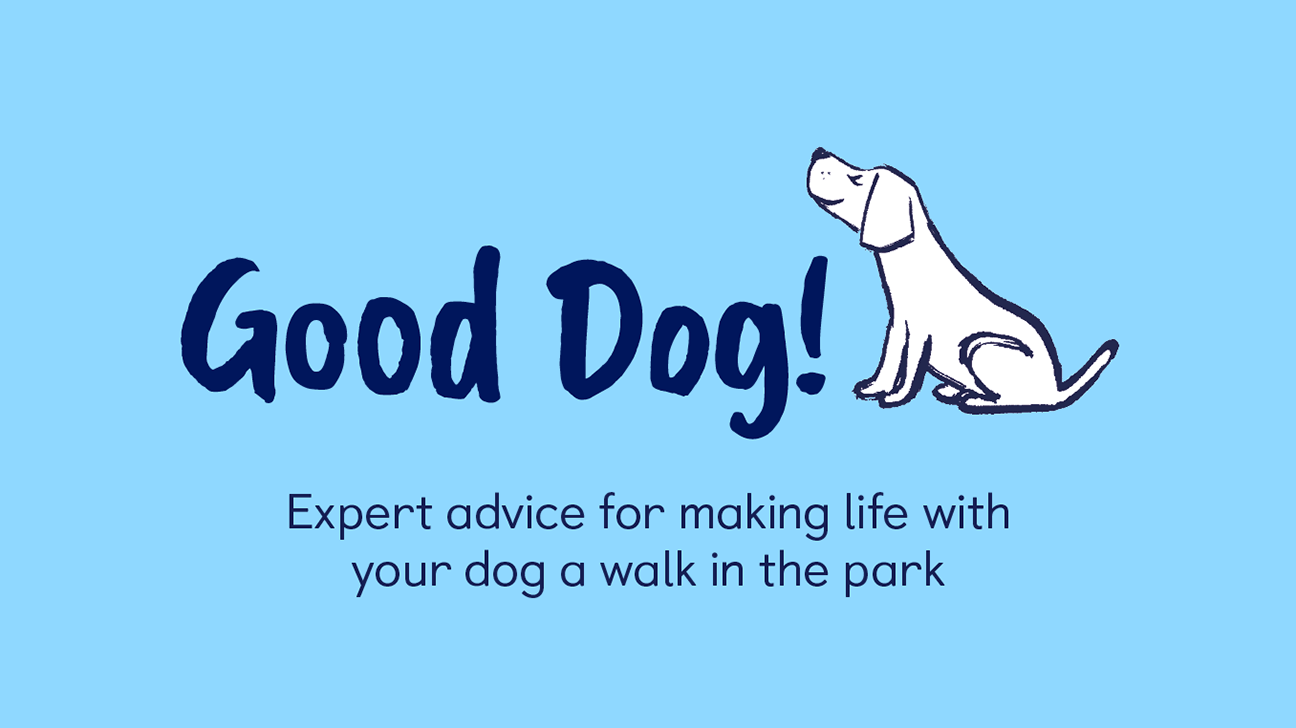 The best dogs’ guide to being good